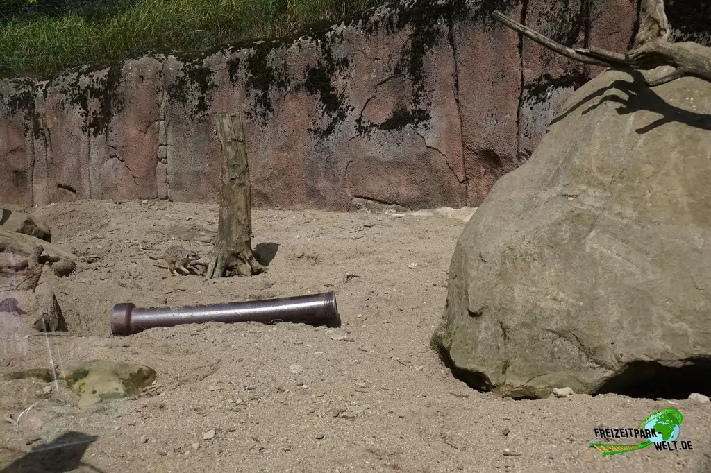 Erdmännchen im GaiaZOO - 2019