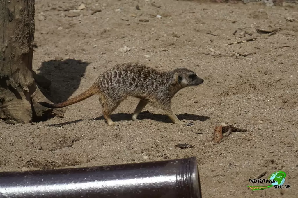 Erdmännchen im GaiaZOO - 2019