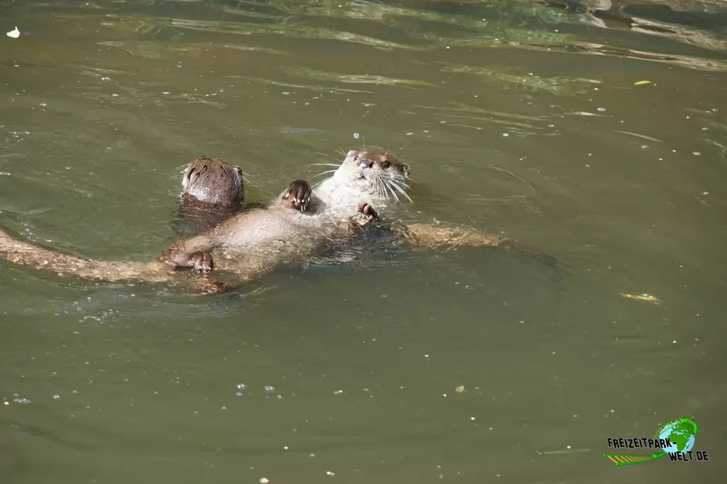 Fischotter im GaiaZOO - 2019