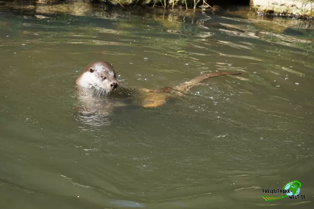 Fischotter im GaiaZOO - 2019