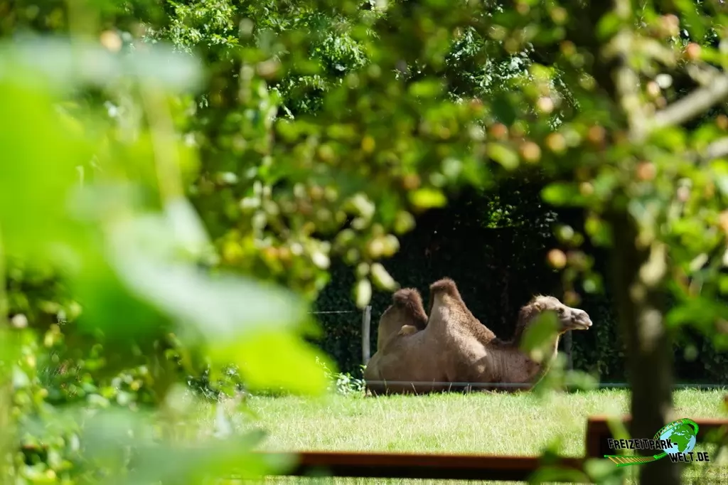 Trampeltier im GaiaZOO - 2019