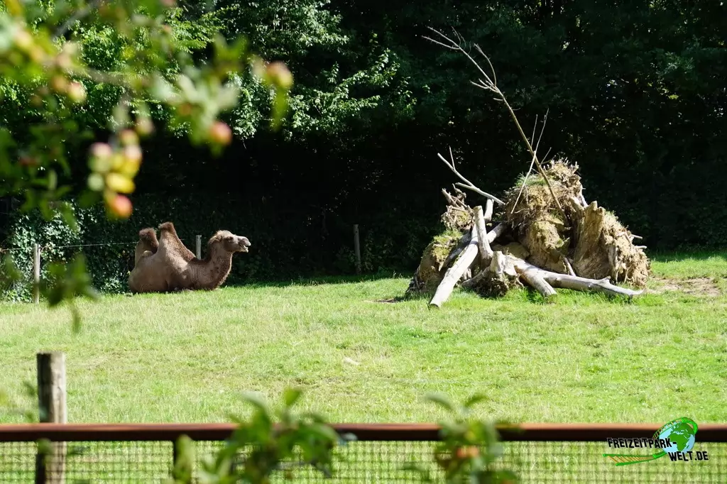 Trampeltier im GaiaZOO - 2019