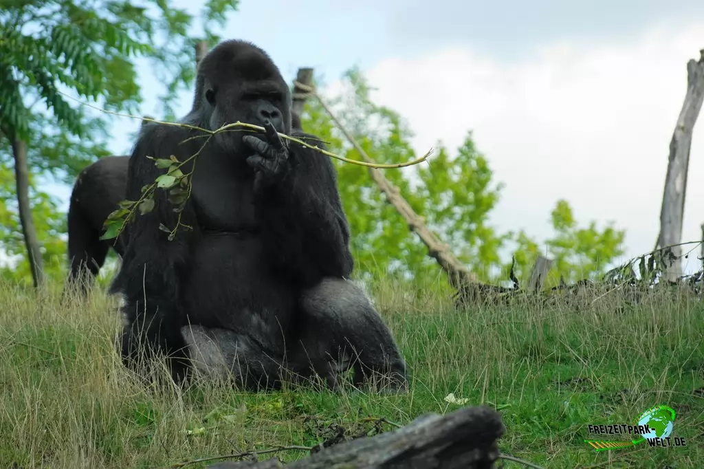 Westlicher Flachland-Gorilla im GaiaZOO - 2019