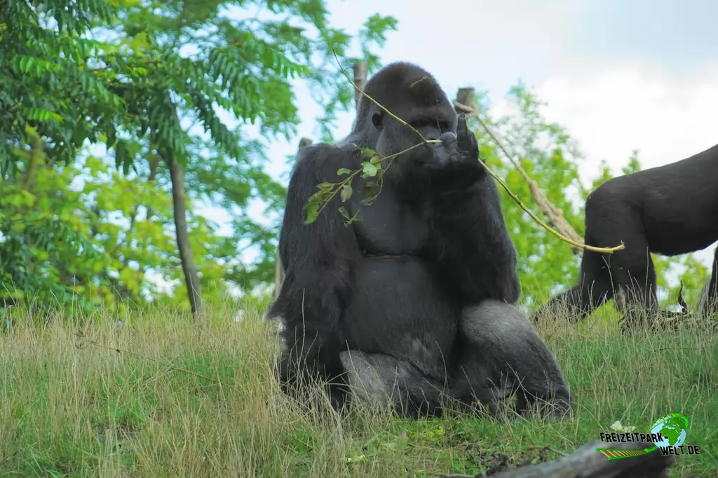 Westlicher Flachland-Gorilla im GaiaZOO - 2019