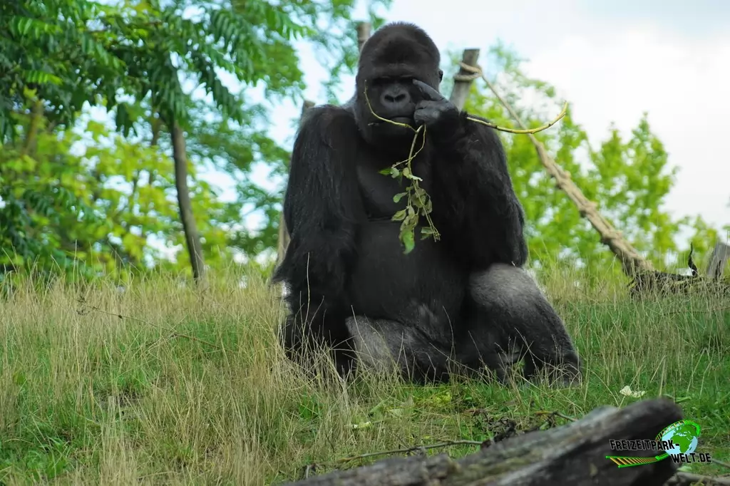 Westlicher Flachland-Gorilla im GaiaZOO - 2019
