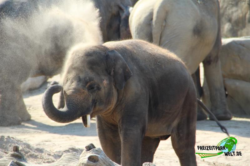 Asiatischer Elefant - Kölner Zoo