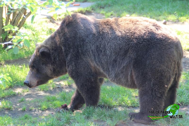 Grizzlybär Kölner Zoo FreizeitparkWelt.de