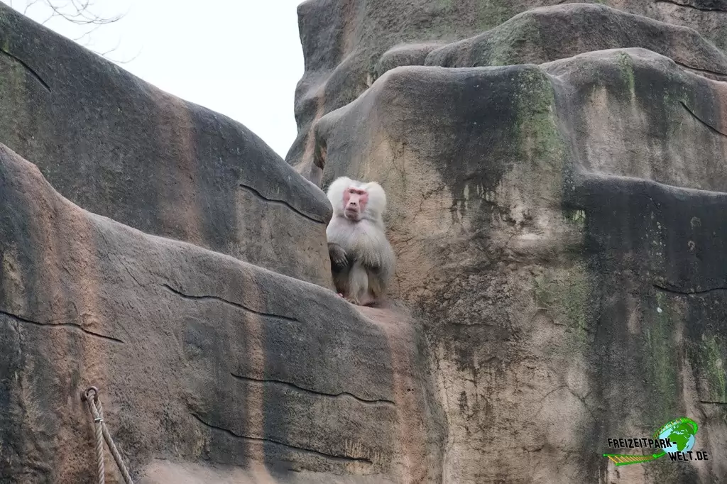 Paviane im Kölner Zoo - 2016