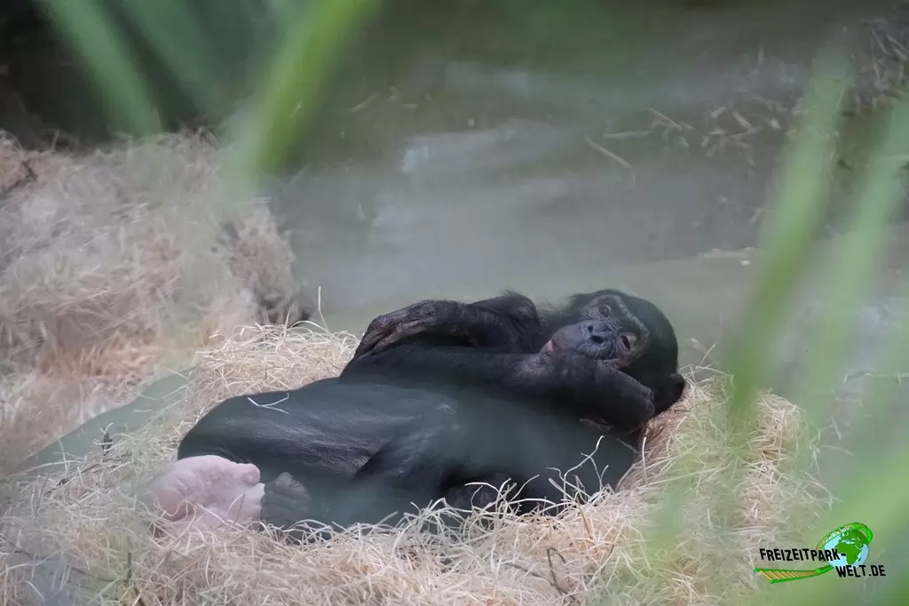 Schimpanse im Kölner Zoo - 2016