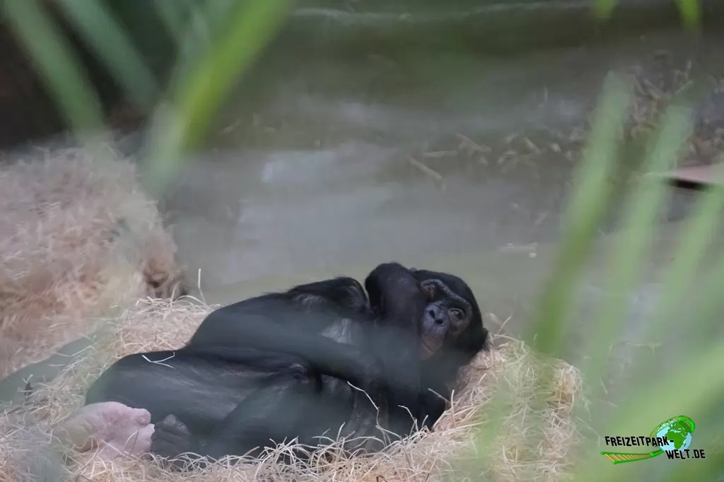 Schimpanse im Kölner Zoo - 2016