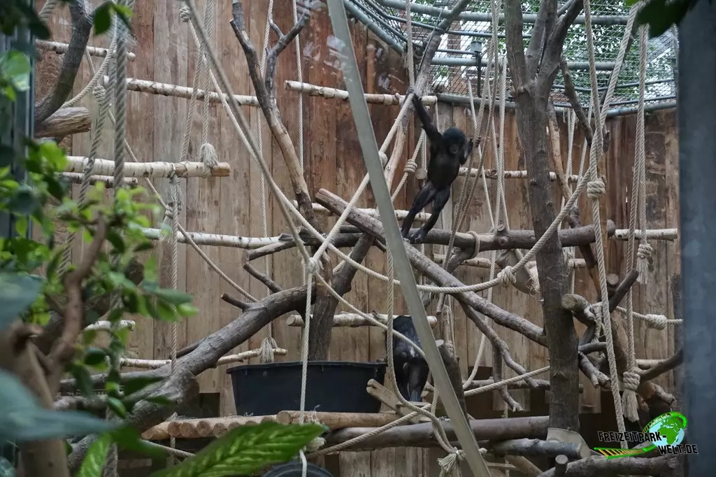 Schimpanse im Kölner Zoo - 2016