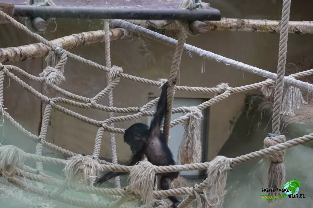 Schimpanse im Kölner Zoo - 2016