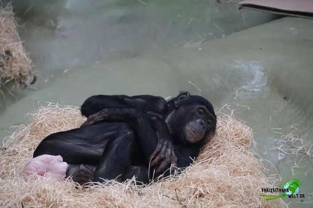 Schimpanse im Kölner Zoo - 2016