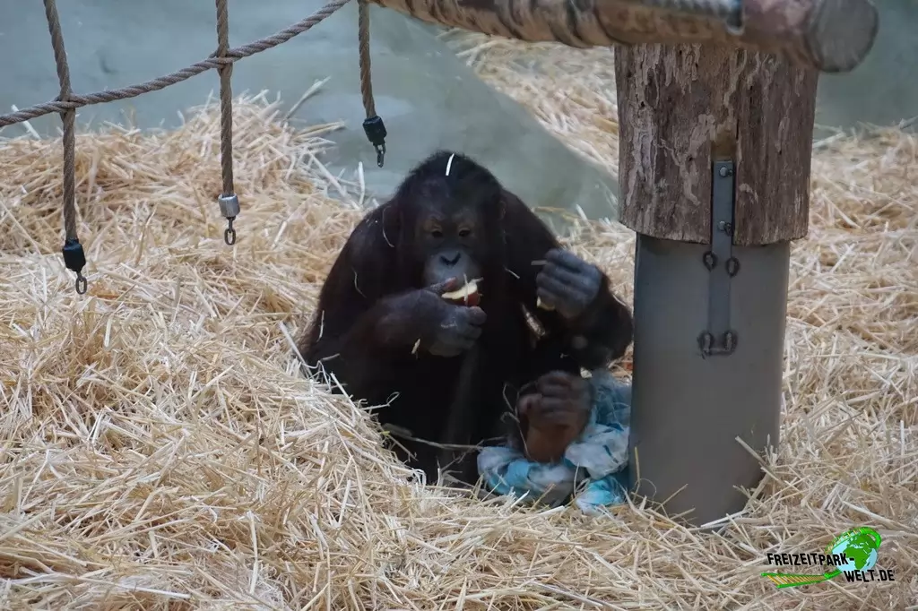 Orang-Utan im Kölner Zoo - 2016