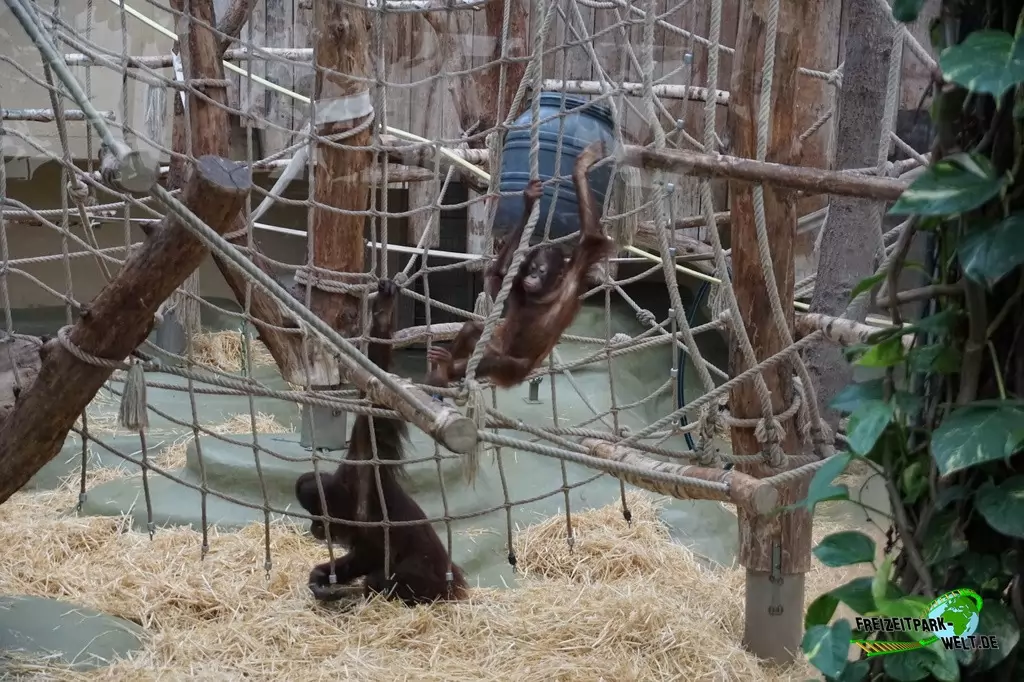 Orang-Utan im Kölner Zoo - 2016