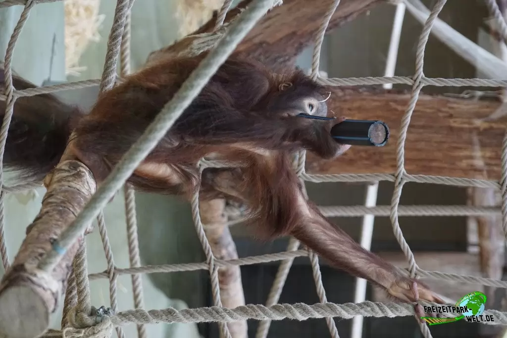 Orang-Utan im Kölner Zoo - 2016