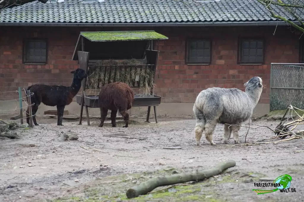 Alpaka im Kölner Zoo - 2016