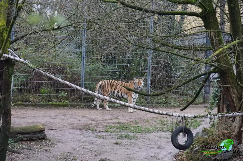 Sibirischer Tiger im Kölner Zoo - 2016