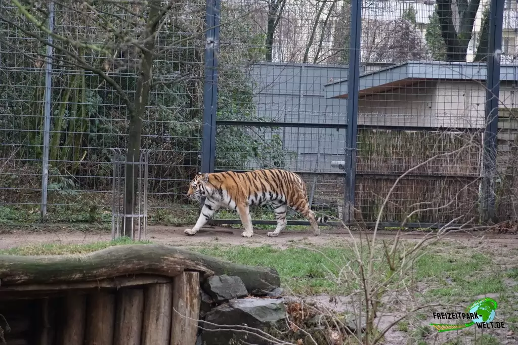 Sibirischer Tiger im Kölner Zoo - 2016