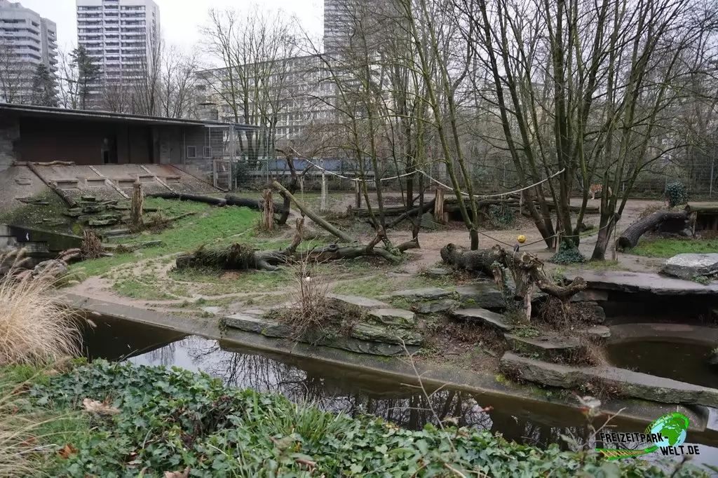 Sibirischer Tiger im Kölner Zoo - 2016
