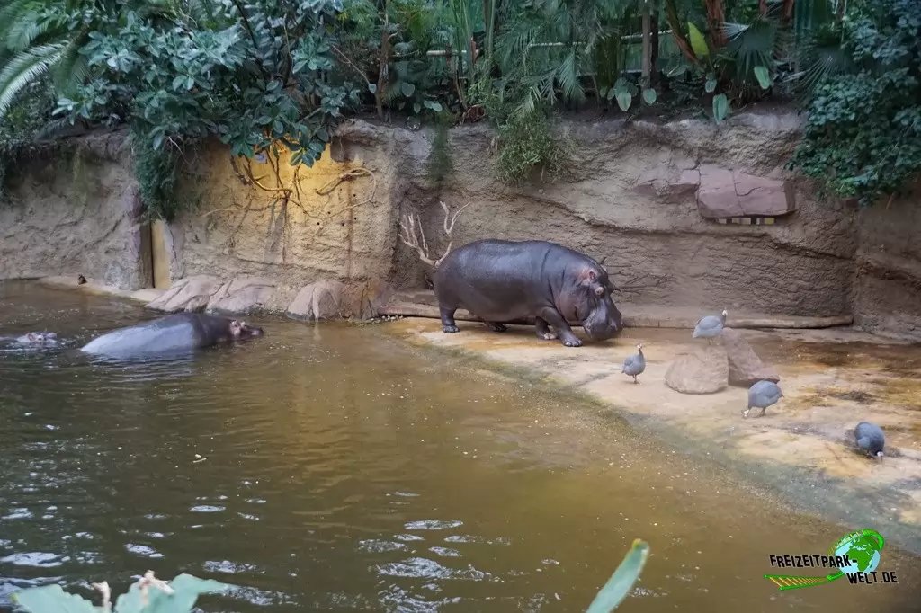 Flusspferd im Kölner Zoo - 2016