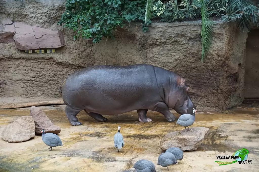 Flusspferd im Kölner Zoo - 2016