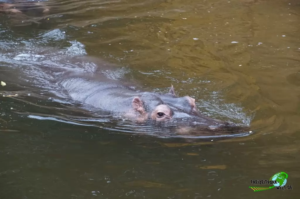 Flusspferd im Kölner Zoo - 2016
