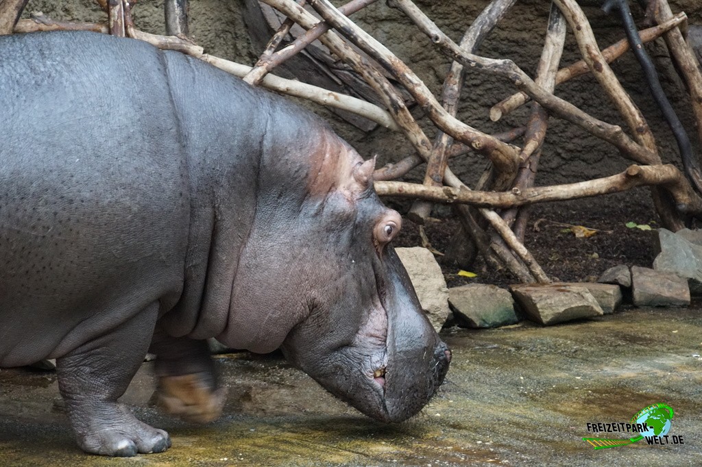 Flusspferd im Kölner Zoo - 2016: Ein Flusspferd im Hippodom