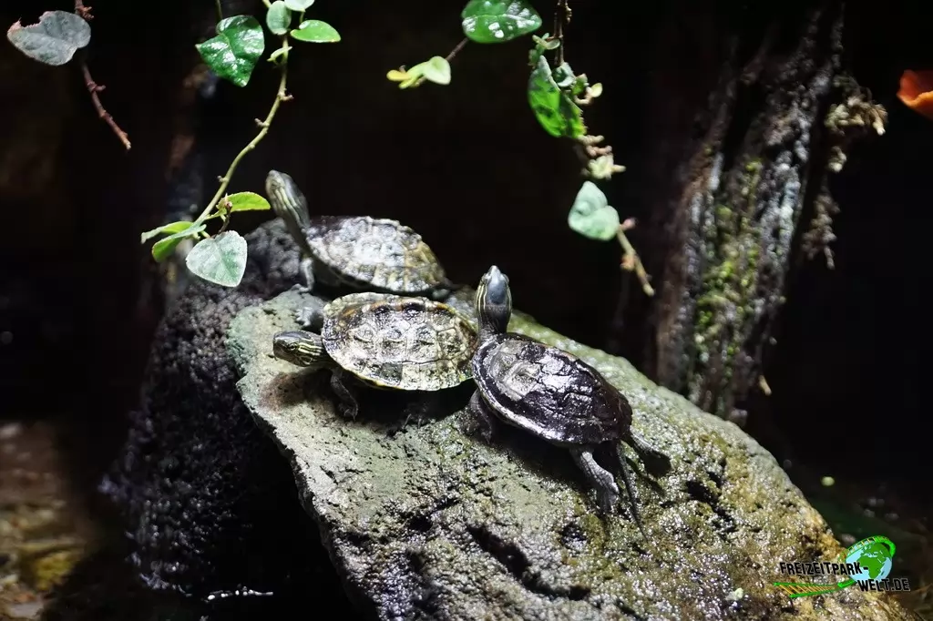 Köhlerschildkröte im Kölner Zoo - 2016