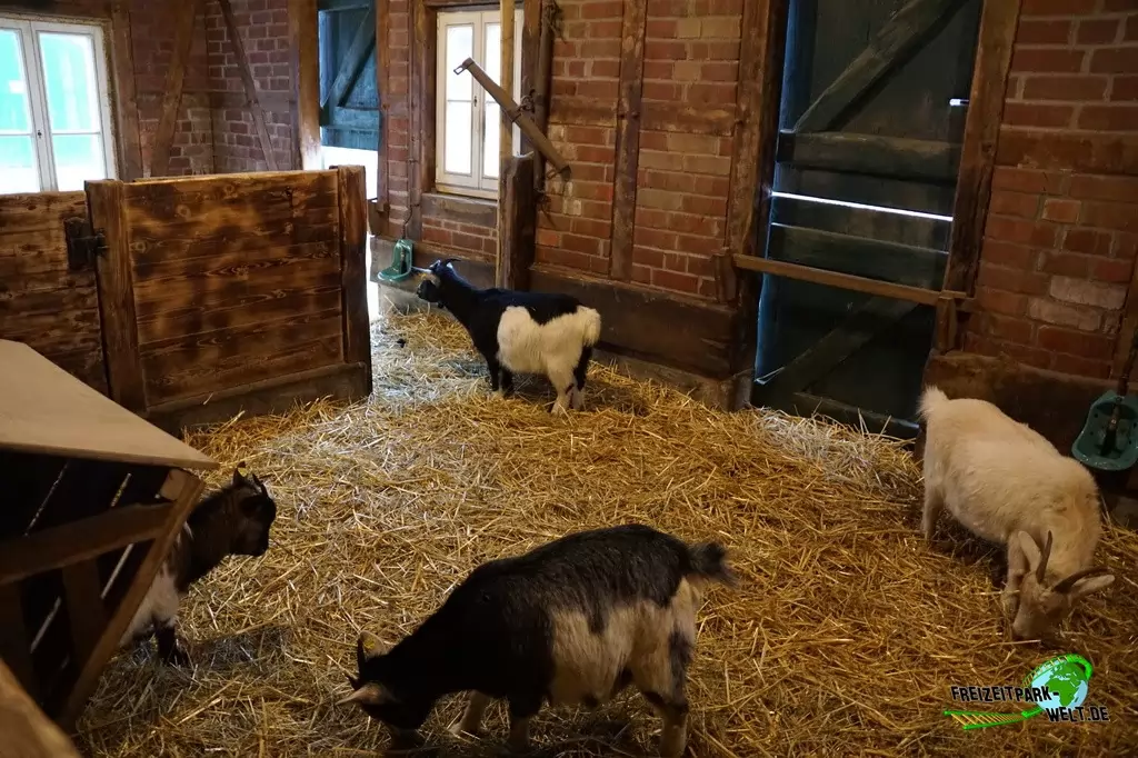 Afrikanische Zwergziege im Kölner Zoo - 2016