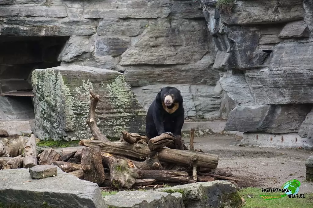 Malaienbär im Kölner Zoo - 2016
