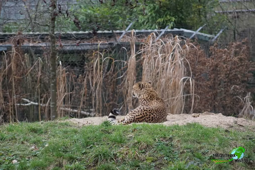 Gepard im Kölner Zoo - 2016