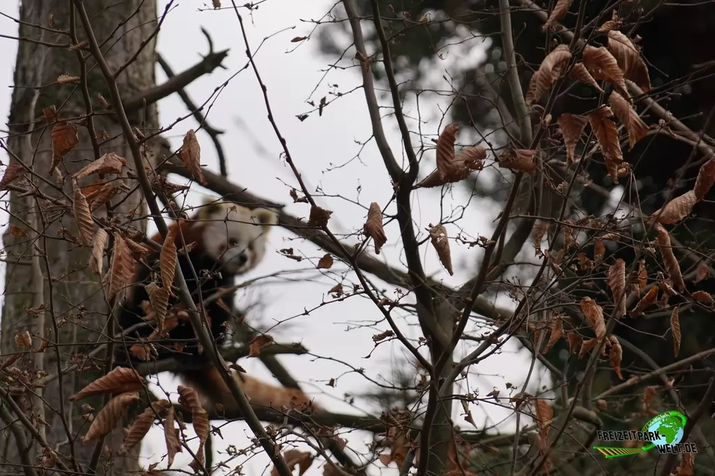 Kleiner Panda im Kölner Zoo - 2016