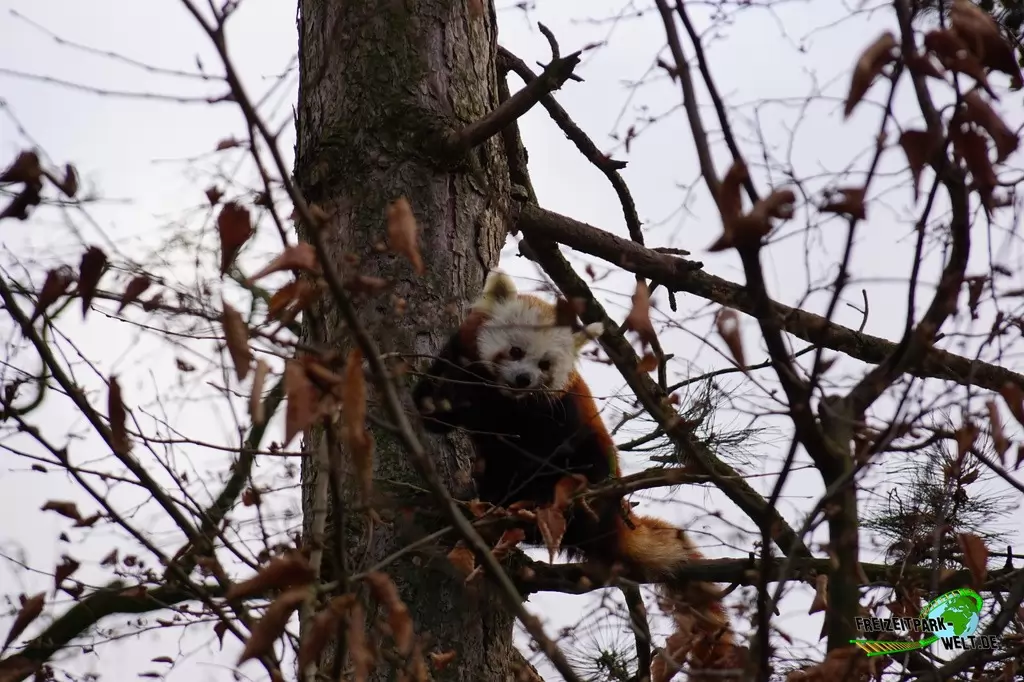 Kleiner Panda im Kölner Zoo - 2016