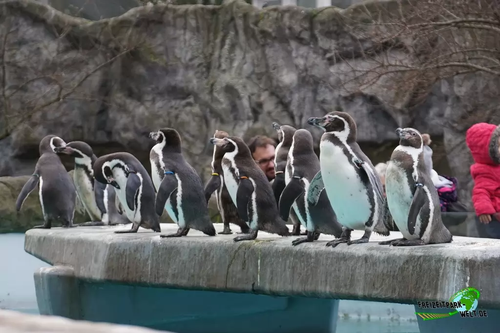 Humboldt-Pinguine im Kölner Zoo - 2016
