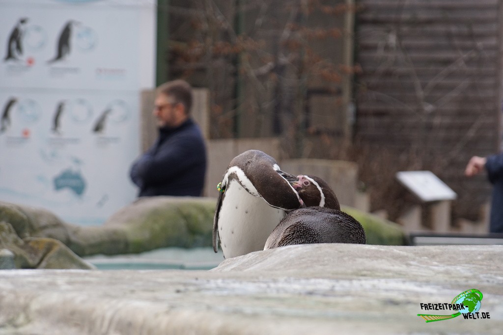 Humboldt-Pinguin - Kölner Zoo