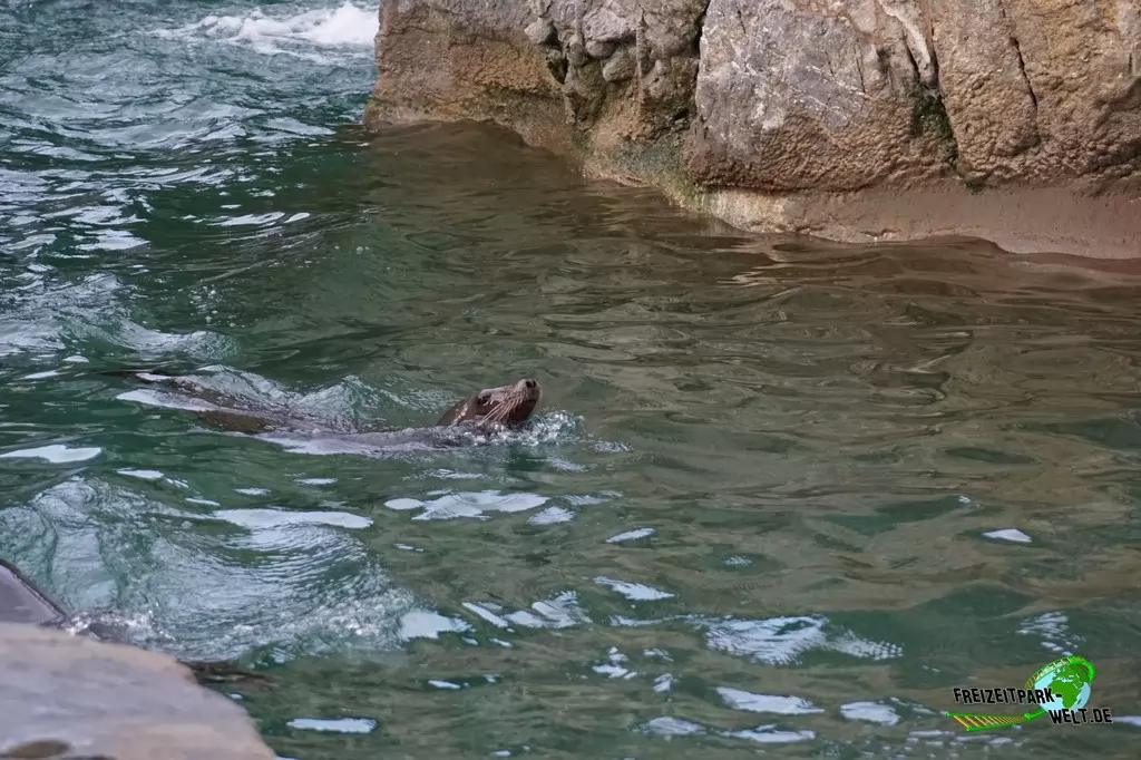 Kalifornischer Seelöwe im Kölner Zoo - 2016