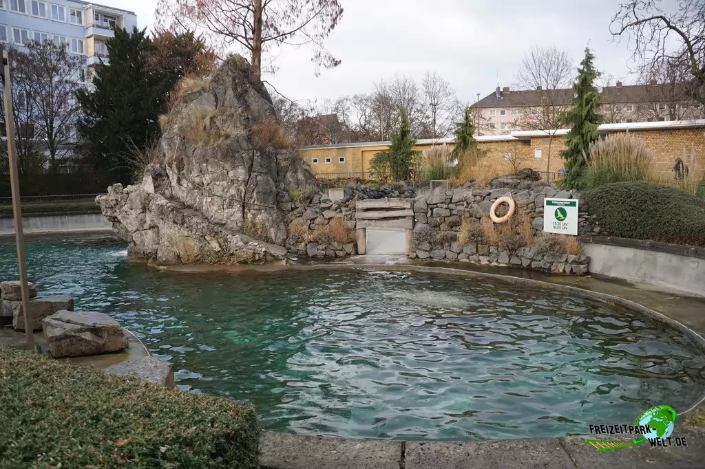 Kalifornischer Seelöwe im Kölner Zoo - 2016