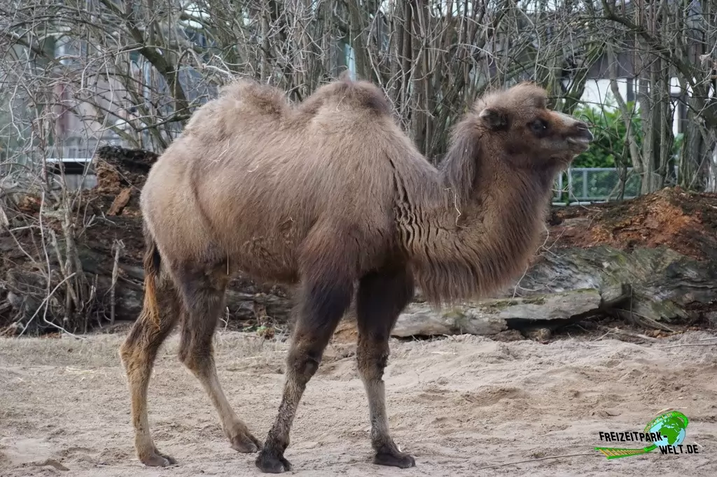Trampeltier im Kölner Zoo - 2016