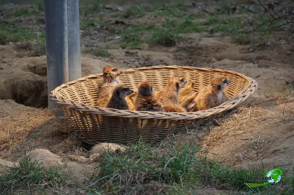Erdmännchen im Kölner Zoo - 2016