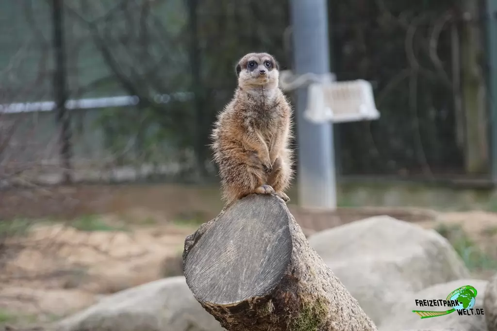 Erdmännchen im Kölner Zoo - 2016