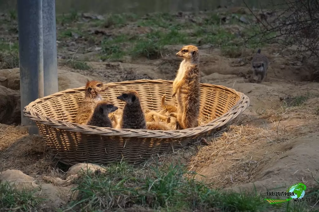 Erdmännchen im Kölner Zoo - 2016