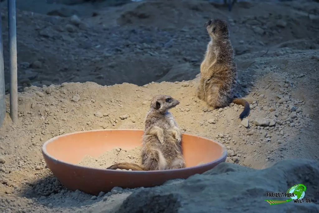 Erdmännchen im Kölner Zoo - 2016