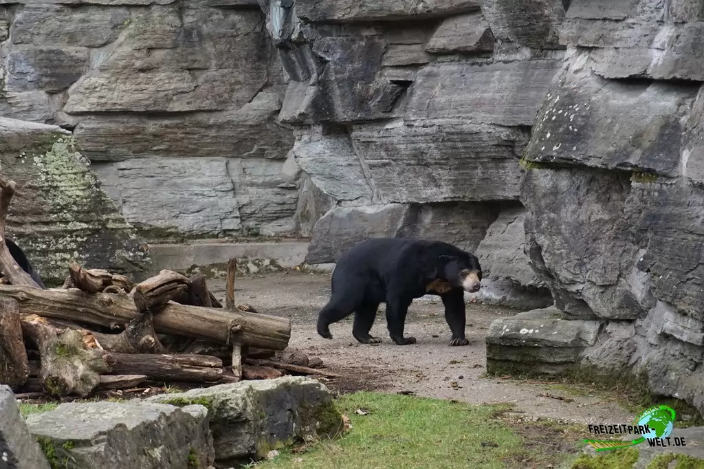 Malaienbär im Kölner Zoo - 2016