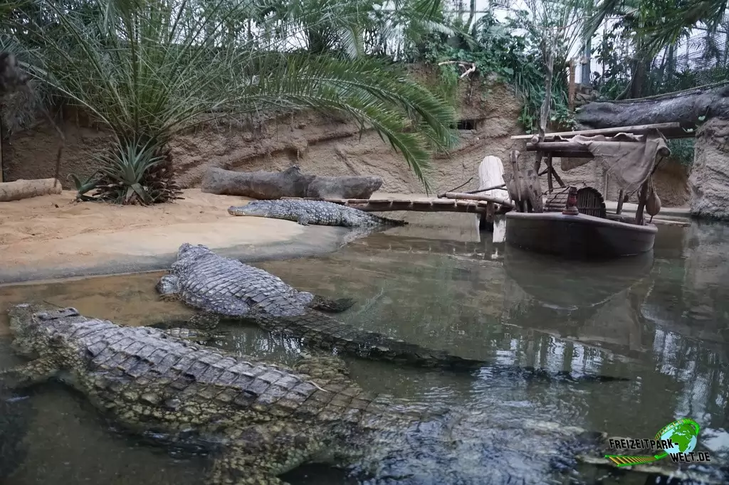 Nilkrokodil im Kölner Zoo - 2018