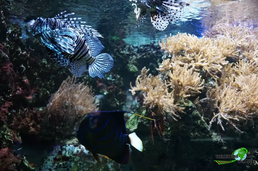 Feuerfisch im Kölner Zoo - 2018