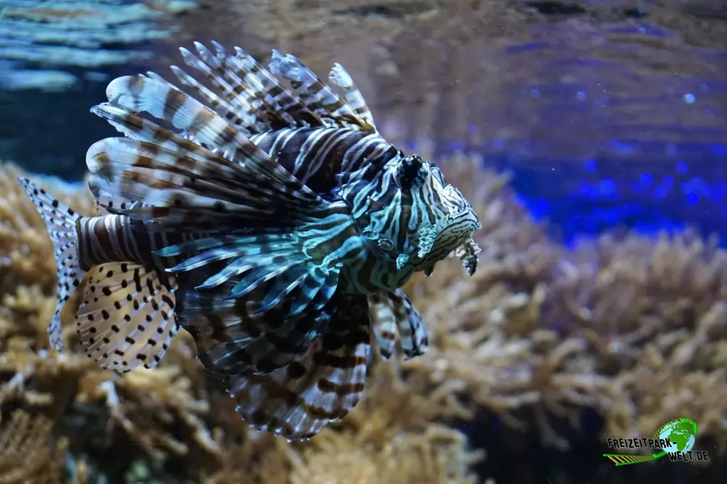 Feuerfisch im Kölner Zoo - 2018