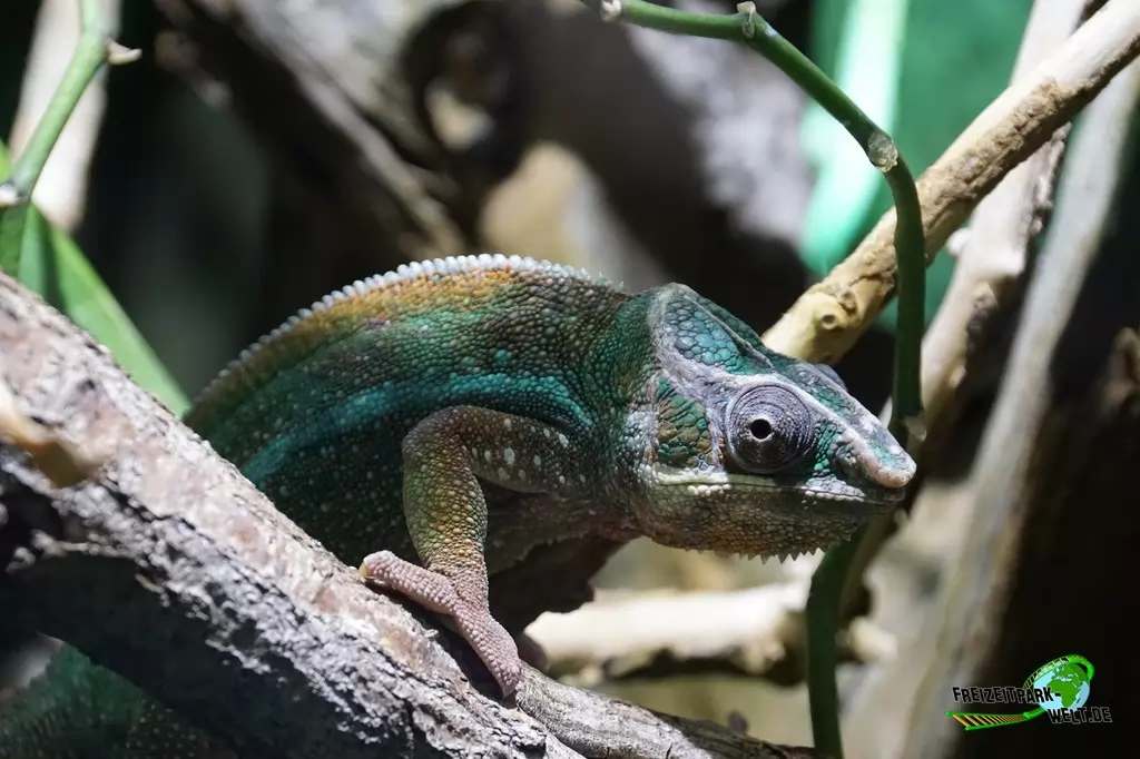 Pantherchamäleon im Kölner Zoo - 2018
