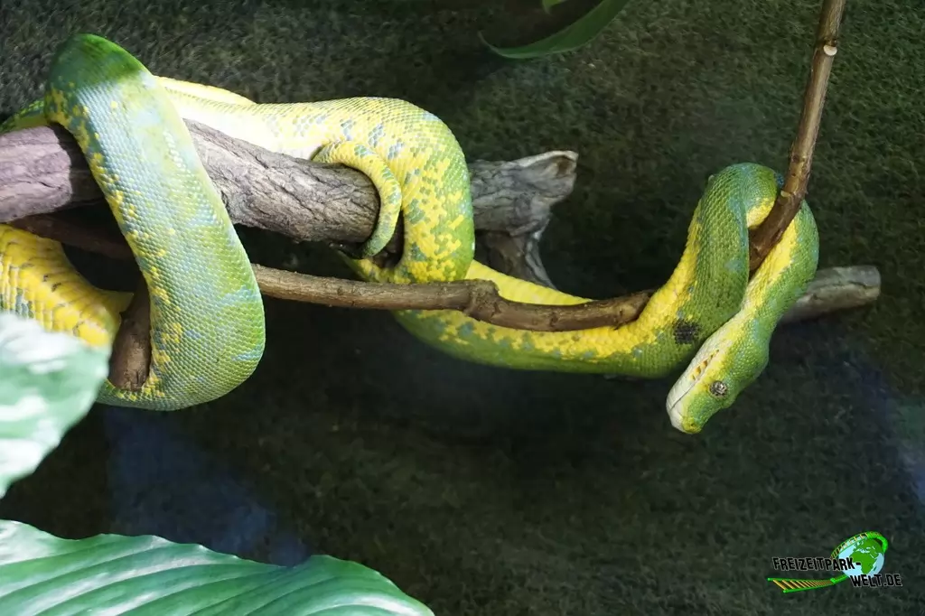 Grüne Baumpython im Kölner Zoo - 2018
