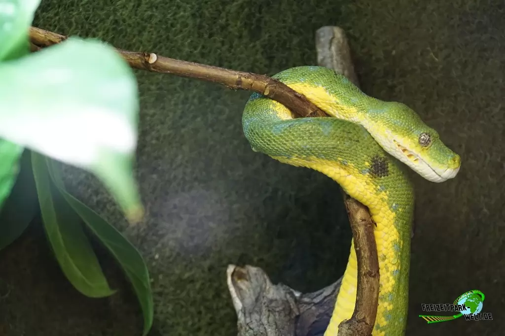Grüne Baumpython im Kölner Zoo - 2018
